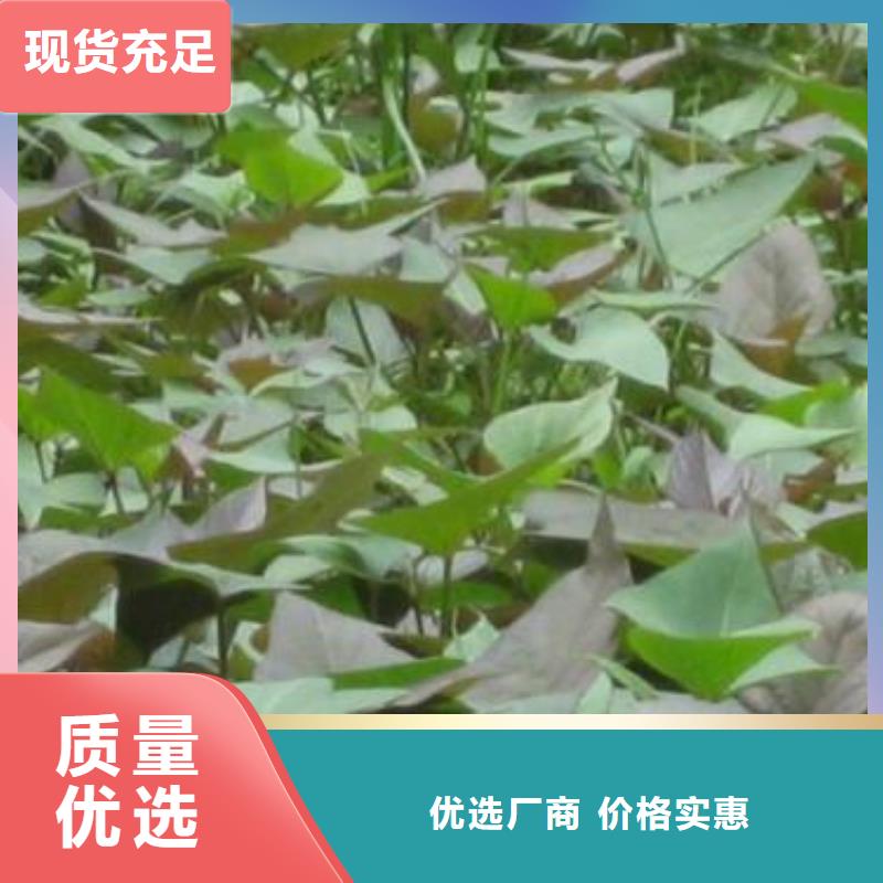 紫薯苗（绫紫）电话优选原材