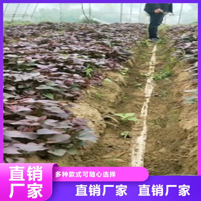 紫红薯苗种植基地追求品质