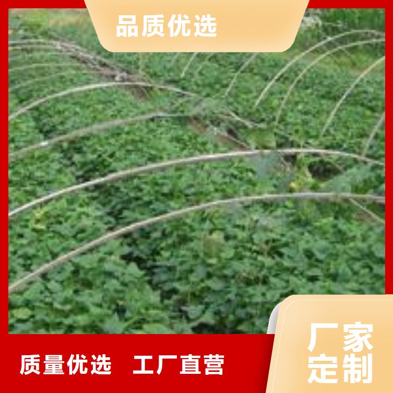 紫薯苗（绫紫）厂家价格是多少诚信经营现货现发