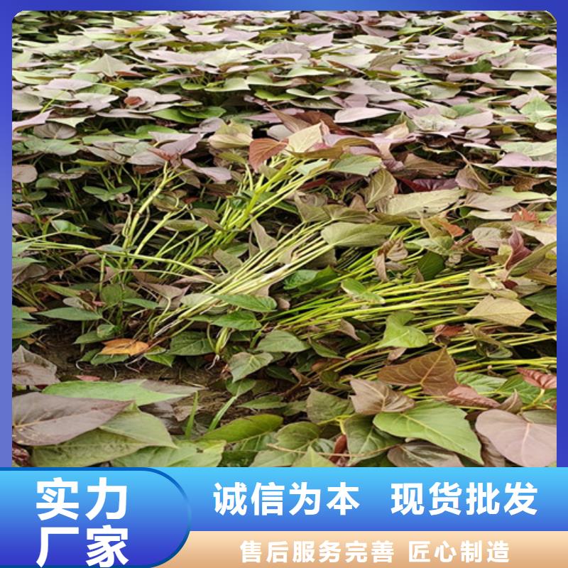脱毒紫薯苗报价欢迎来电询价
