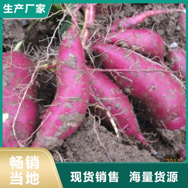 紫薯种子报价<本地>制造商