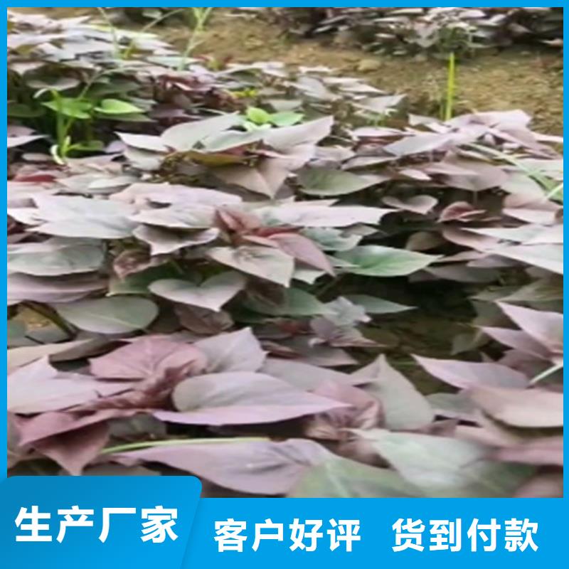 紫地瓜苗子种植基地拒绝差价