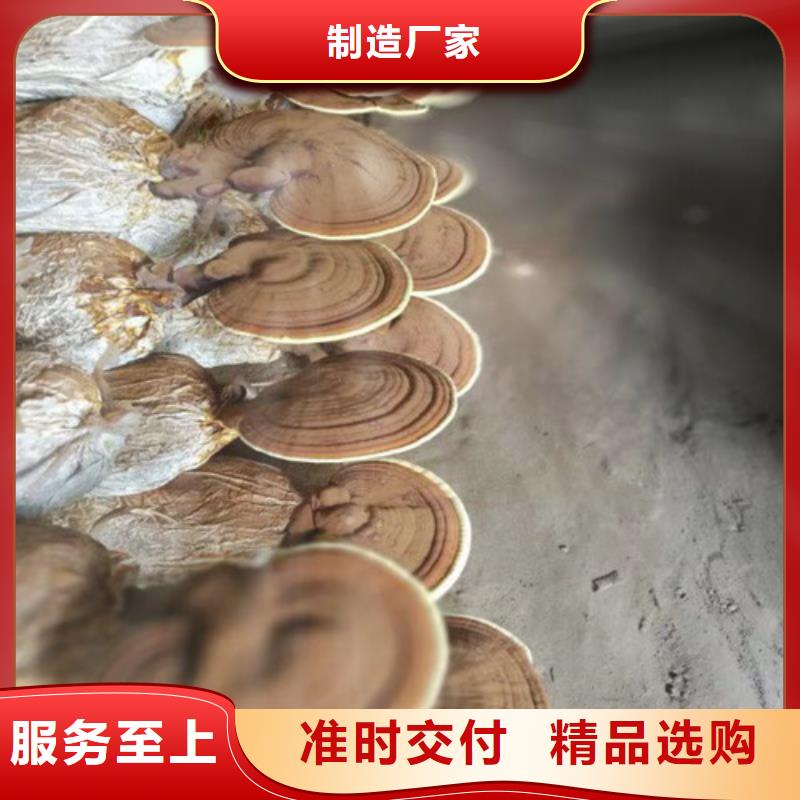 灵芝切片产品实物图信誉至上