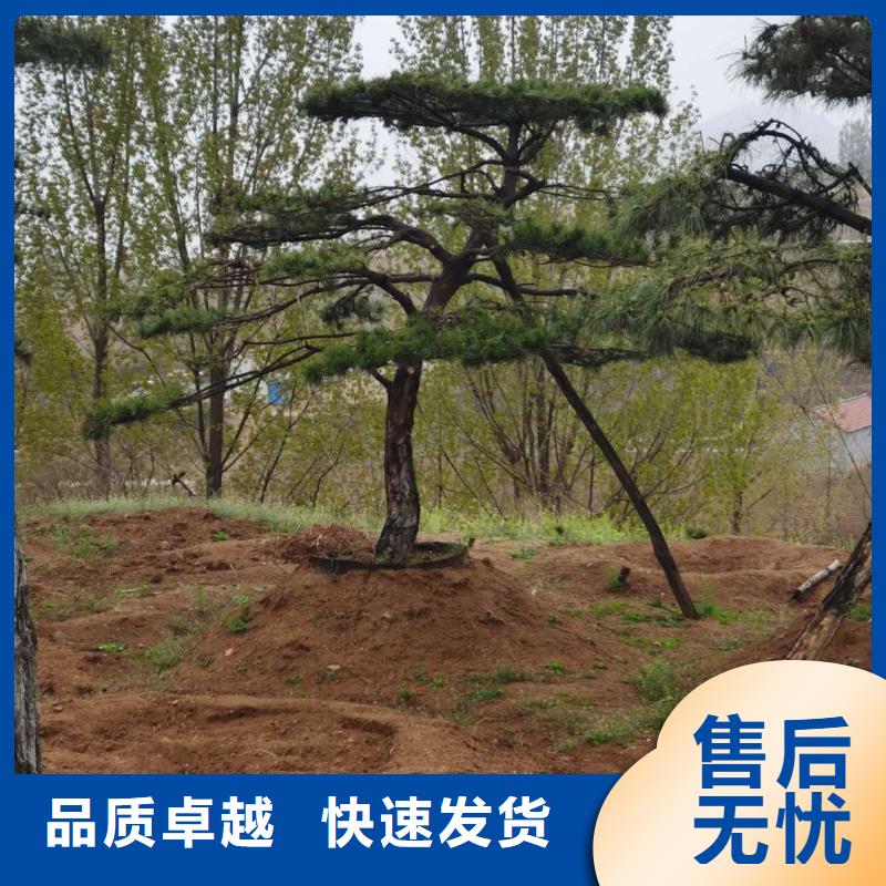 泰山松-精选厂家材质实在