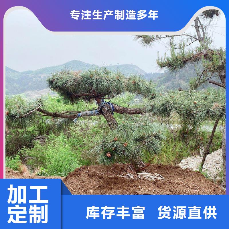 造型黑松口碑评价{本地}公司