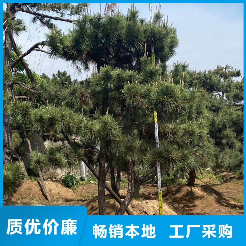 油松质优价廉工期短发货快