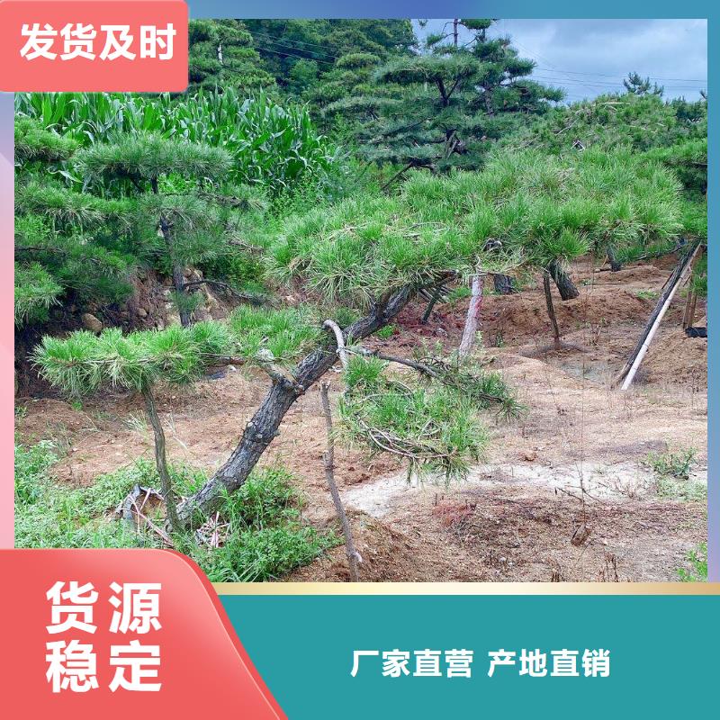造型油松-造型油松欢迎选购产地源头好货