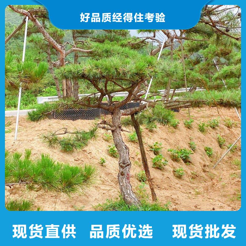 优质平顶松的公司规格齐全实力厂家