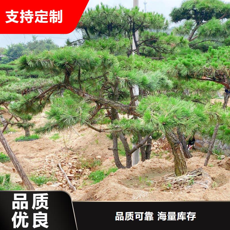 造型迎客松现货定做交货准时