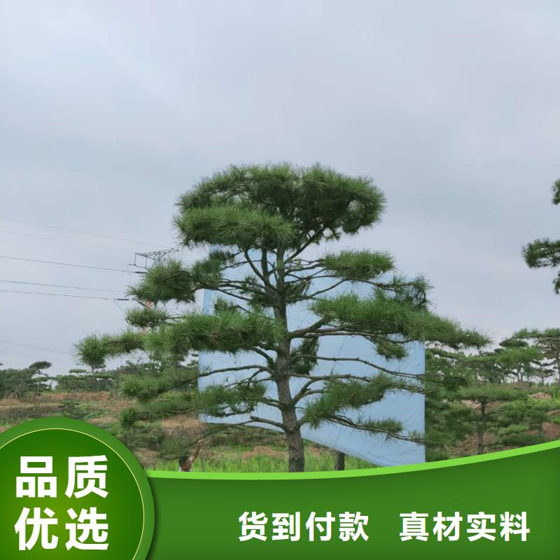 常年供应泰山风景松厂家[本地]生产厂家