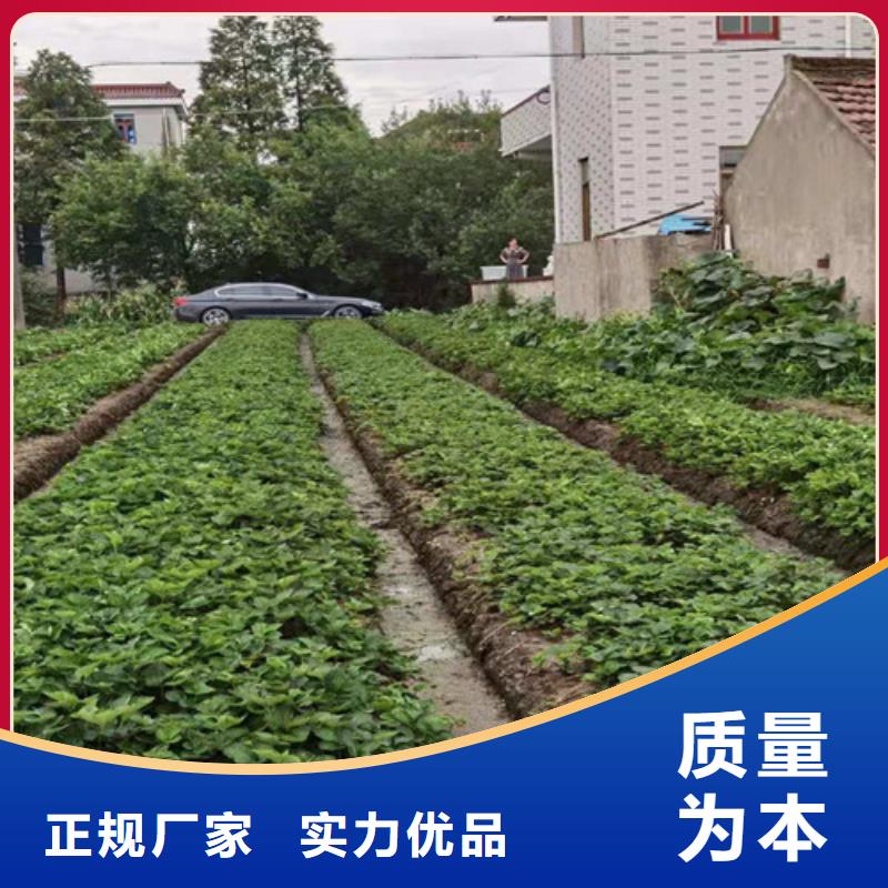 五指山市咖啡草莓苗品质好才是硬道理