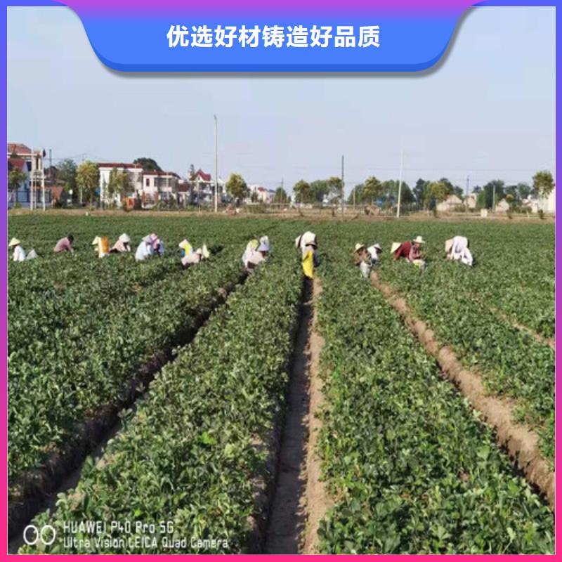 妙香7号草莓生产苗厂家直营