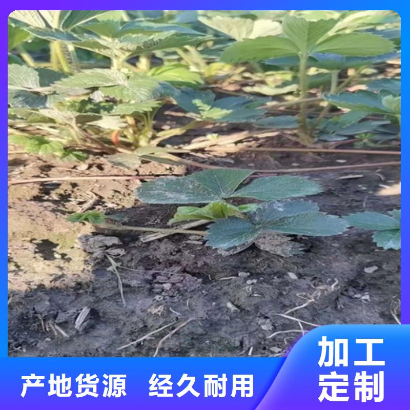妙香3号草莓苗新品种【本地】制造商