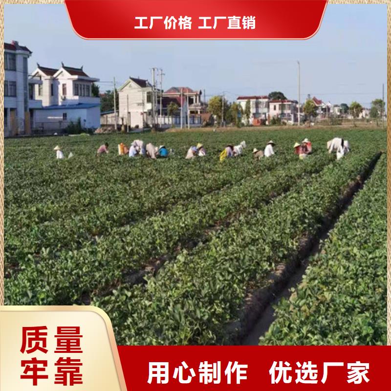 宝交早生草莓苗原厂制造