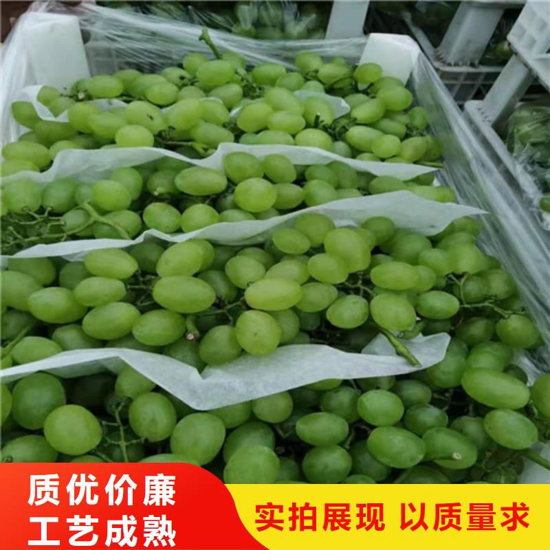 摩尔多瓦葡萄苗厂家拥有先进的设备