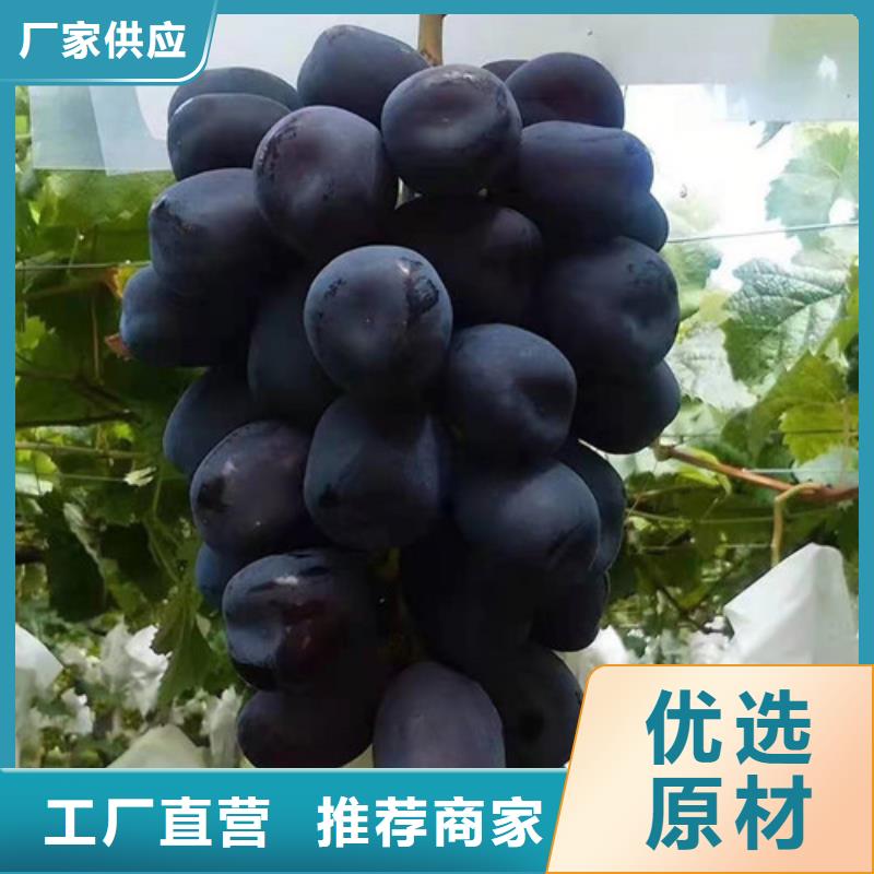 琼中县户太8号葡萄树苗一站式采购商