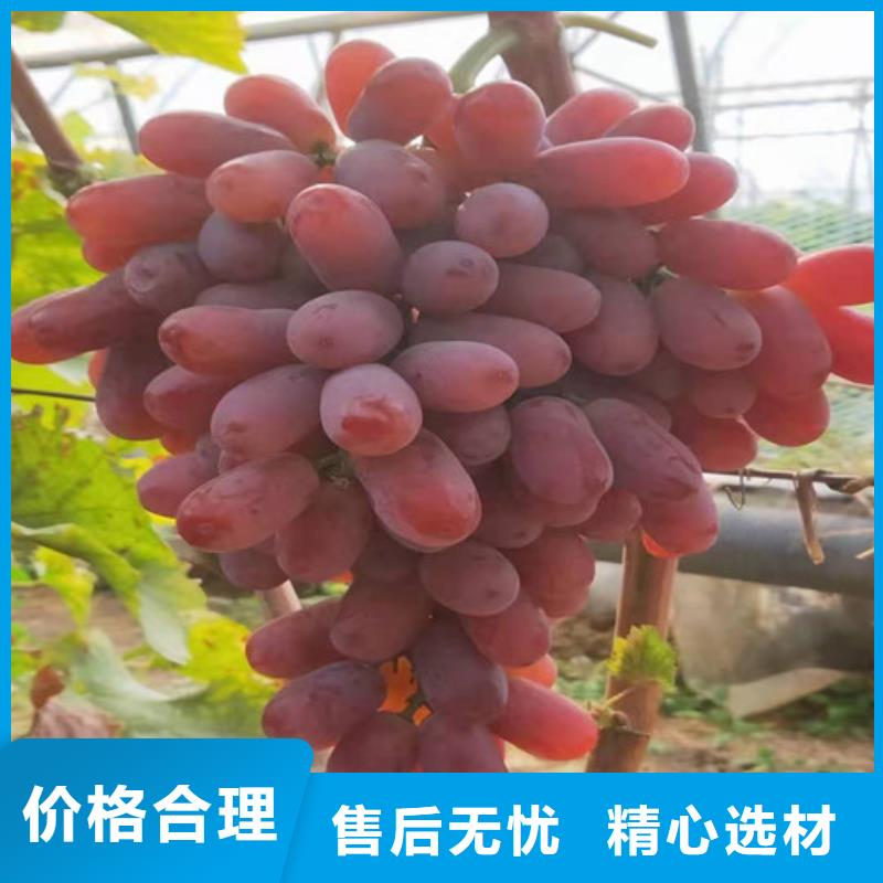葡萄苗图片常年供应