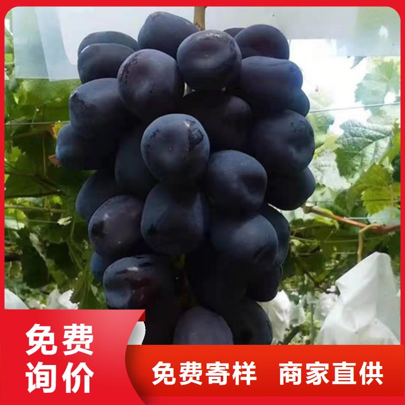 克伦生葡萄树苗<当地>服务商