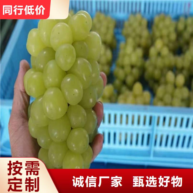 康克葡萄苗联系厂家