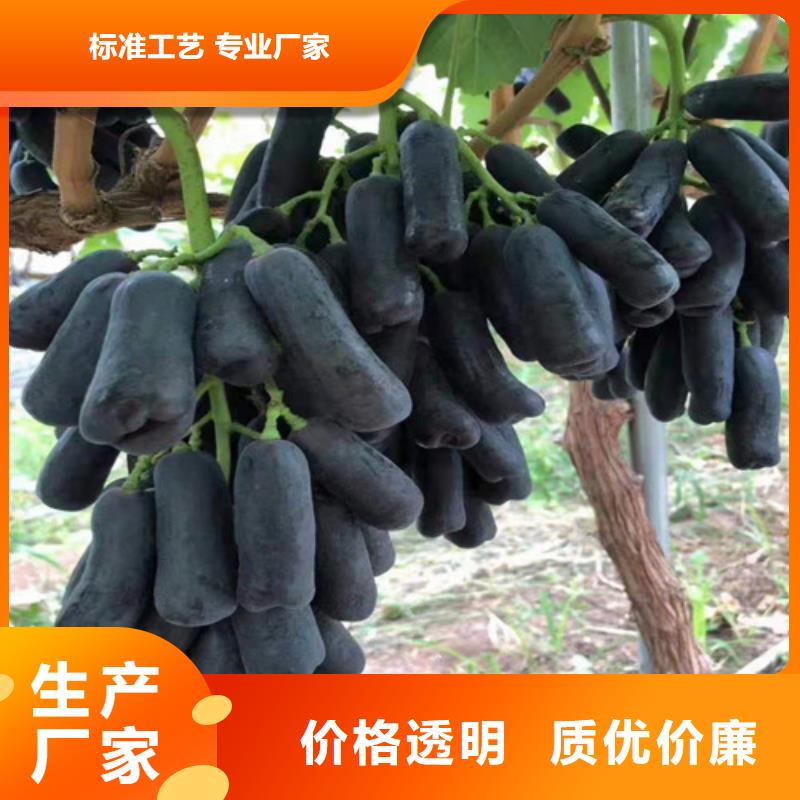 摩尔多瓦葡萄苗诚信经营现货现发