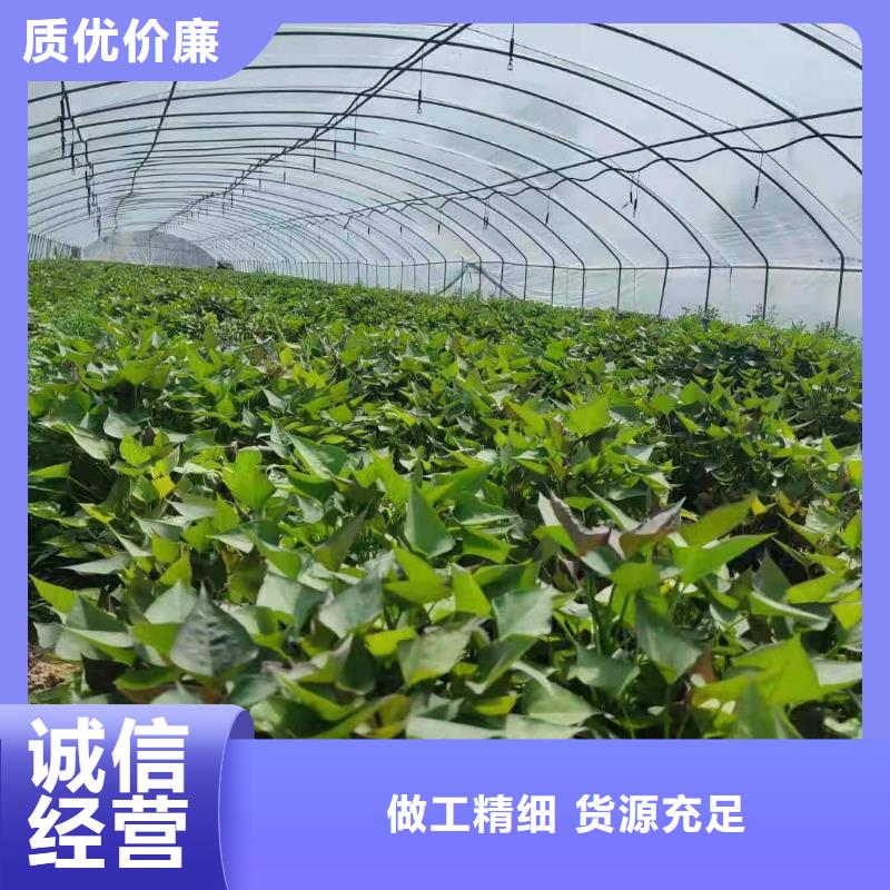 紫薯种子种植方法打造行业品质