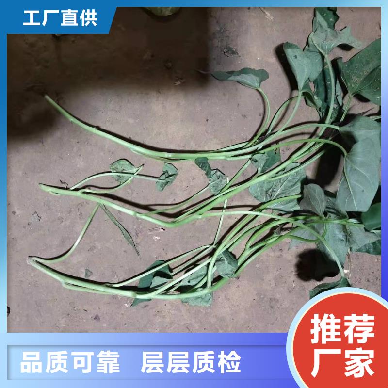 紫薯苗（绫紫）种植方法厂家定制