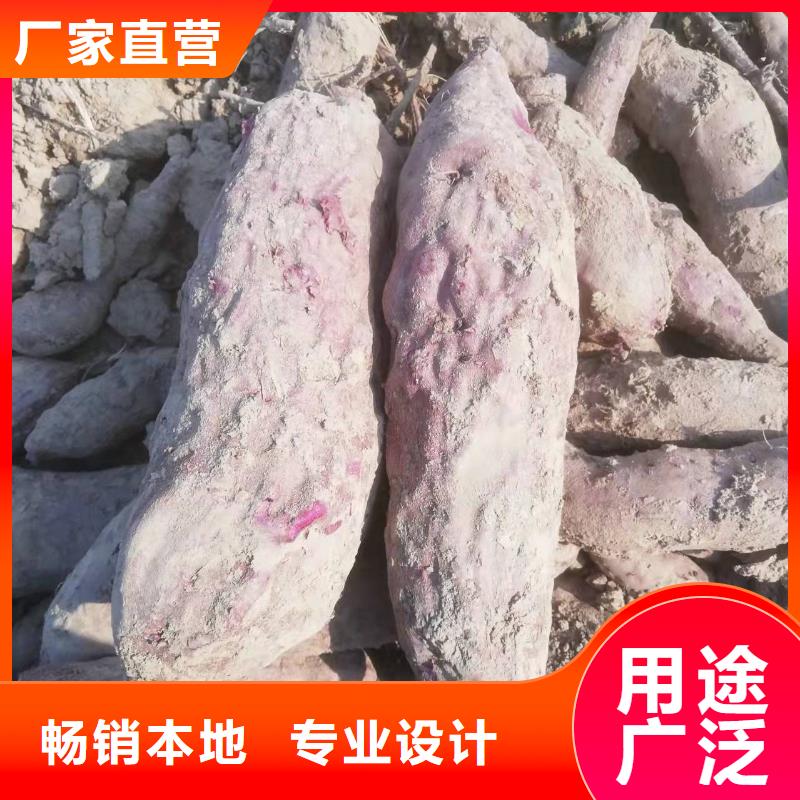 紫薯苗子能吃吗常年出售