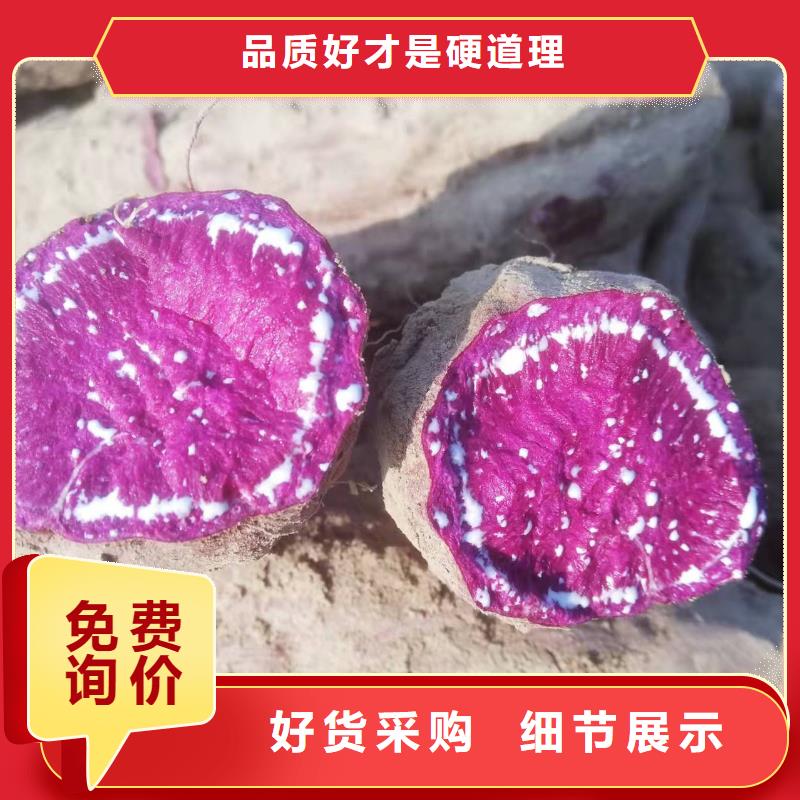 鲜食型紫薯苗种植厂家[本地]厂家