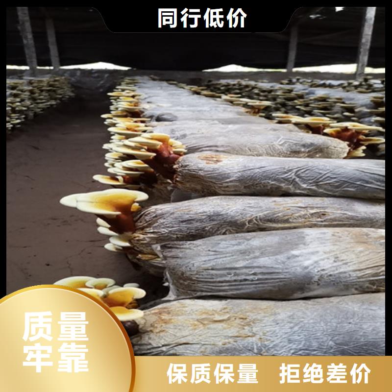 
灵芝粉生产经验丰富的厂家当地货源
