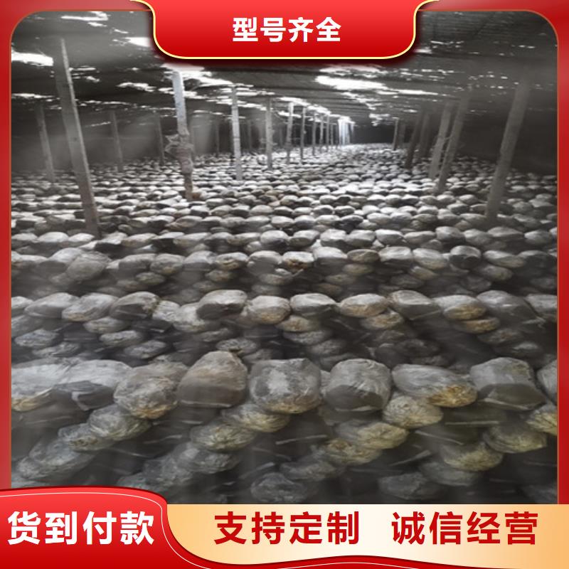 灵芝白头服务贴心质量好