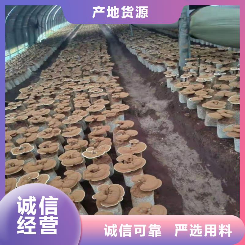 
灵芝超细粉生产流程低价货源