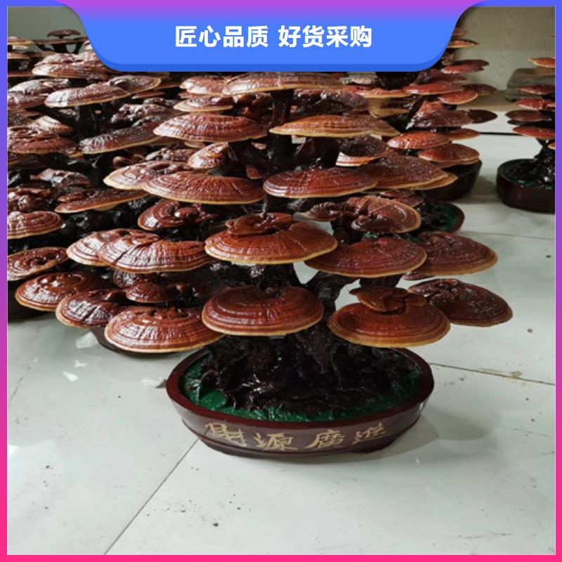 
灵芝粉价格-生产厂家高品质现货销售