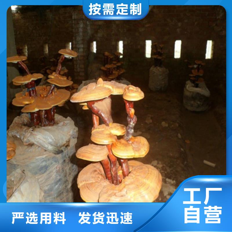 
灵芝粉
承接公司品牌大厂家