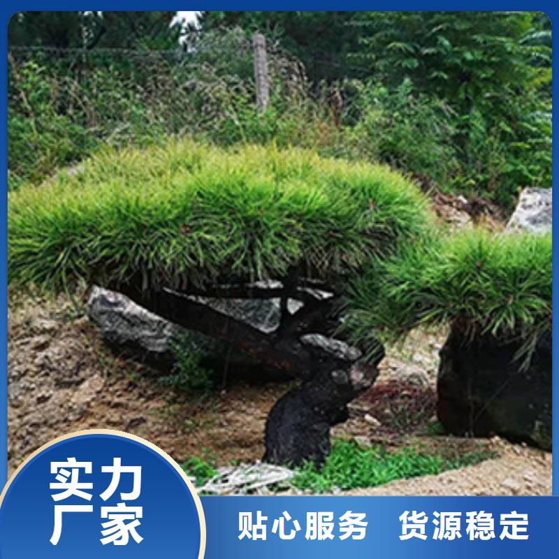 造型油松-客户一致好评品质优良