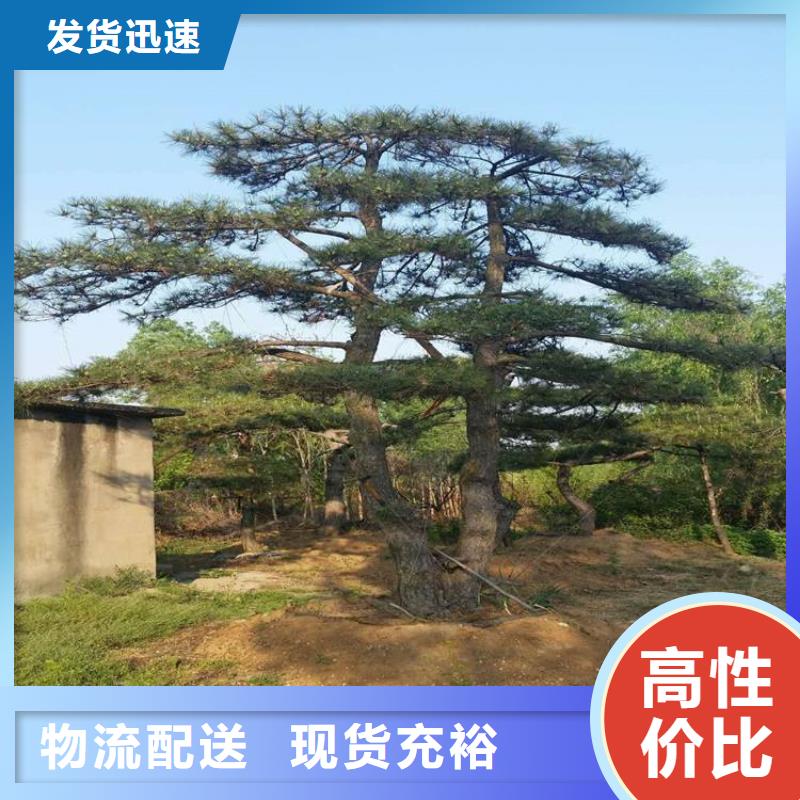 造型松树大型厂家好品质选我们