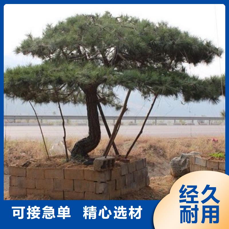 造型油松多重优惠[当地]生产厂家