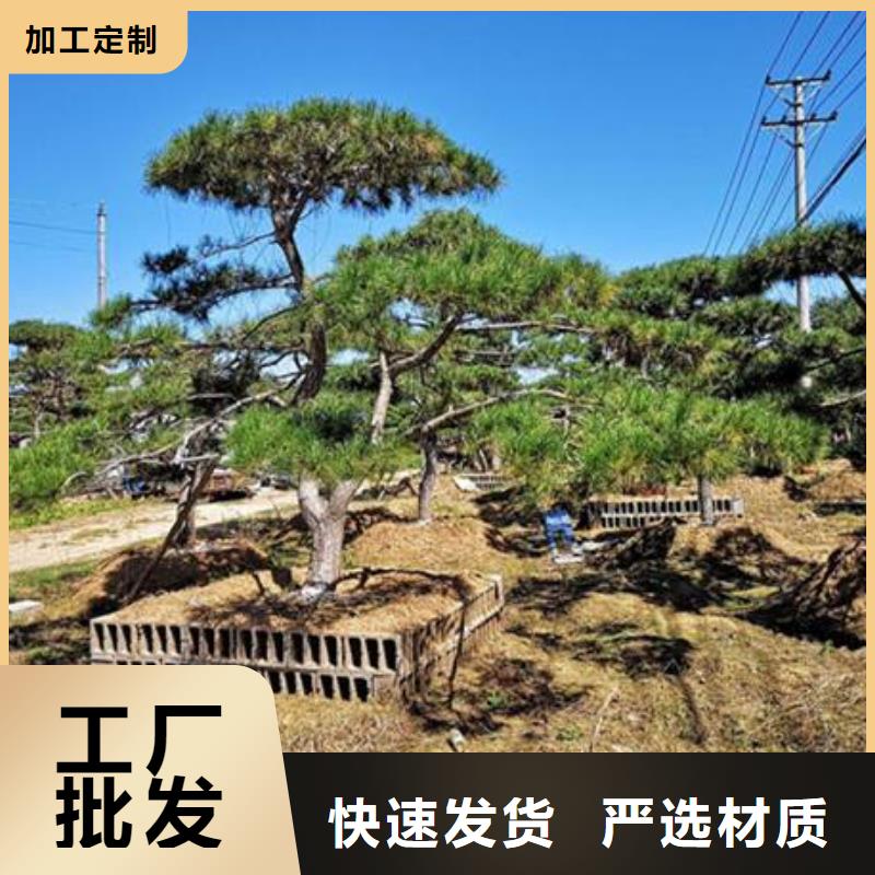 供应黑松的经销商当地服务商