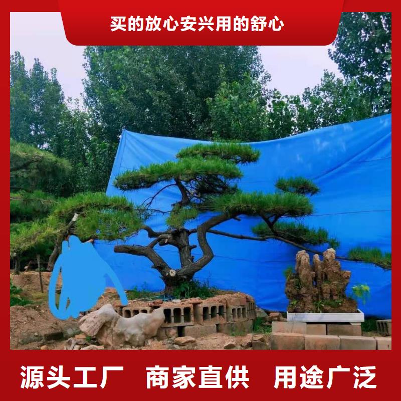 诚信经营造型景松厂家品质之选