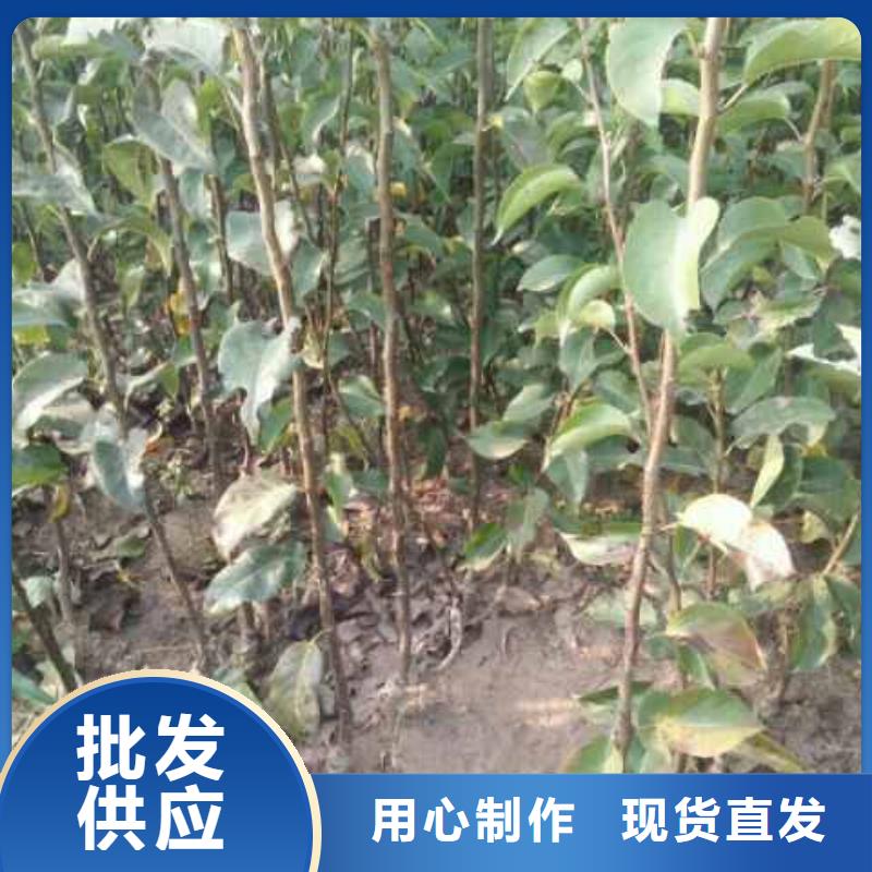 秋月梨种植苗合作社【本地】公司