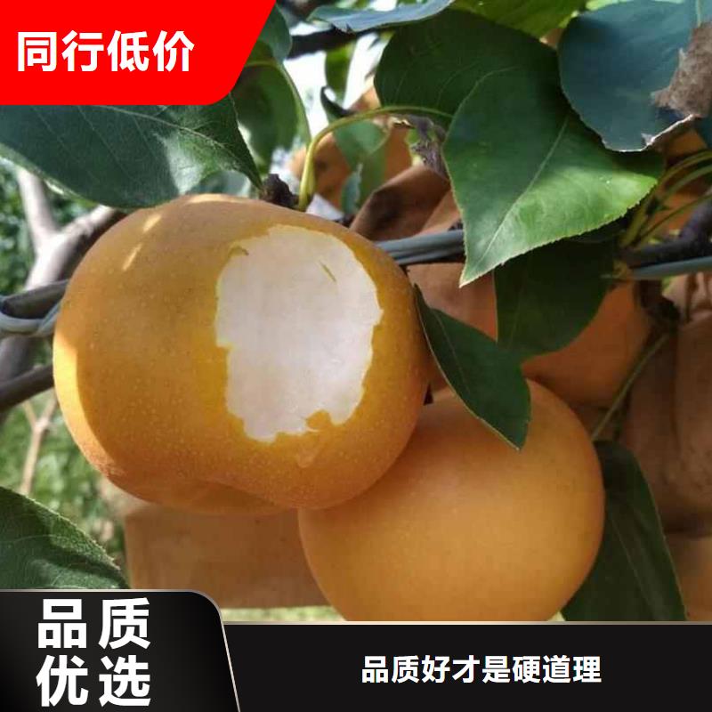秋月梨树苗基地图片厂家