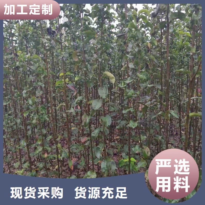秋月梨种植苗产地价格实拍品质保障