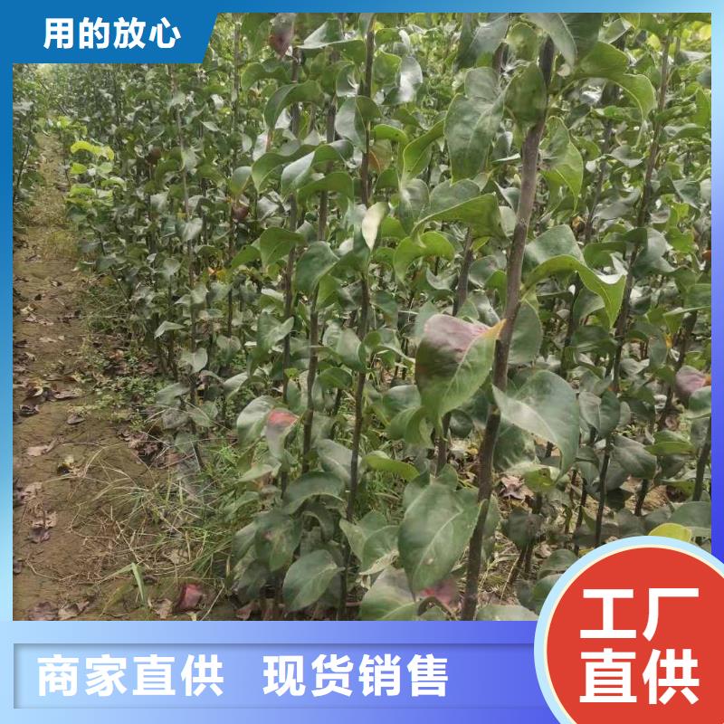 秋月梨苗怎么买送货上门