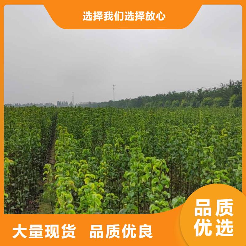 秋月梨苗专业合作社[当地]货源