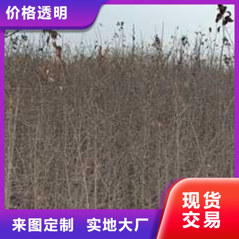 杜梨苗原产地{当地}供应商