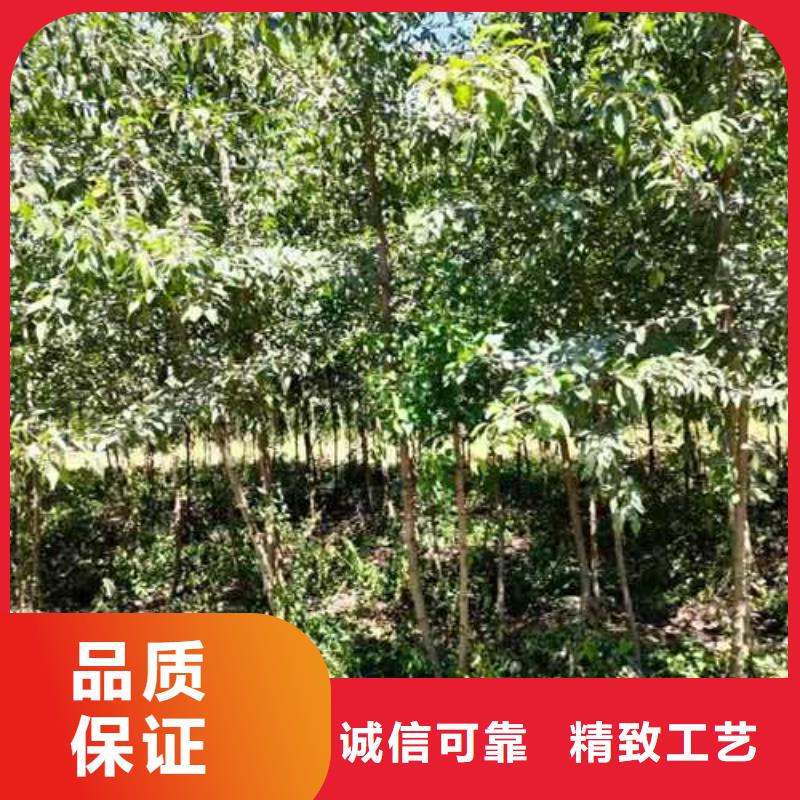 杜梨树苗质优价廉当地生产商