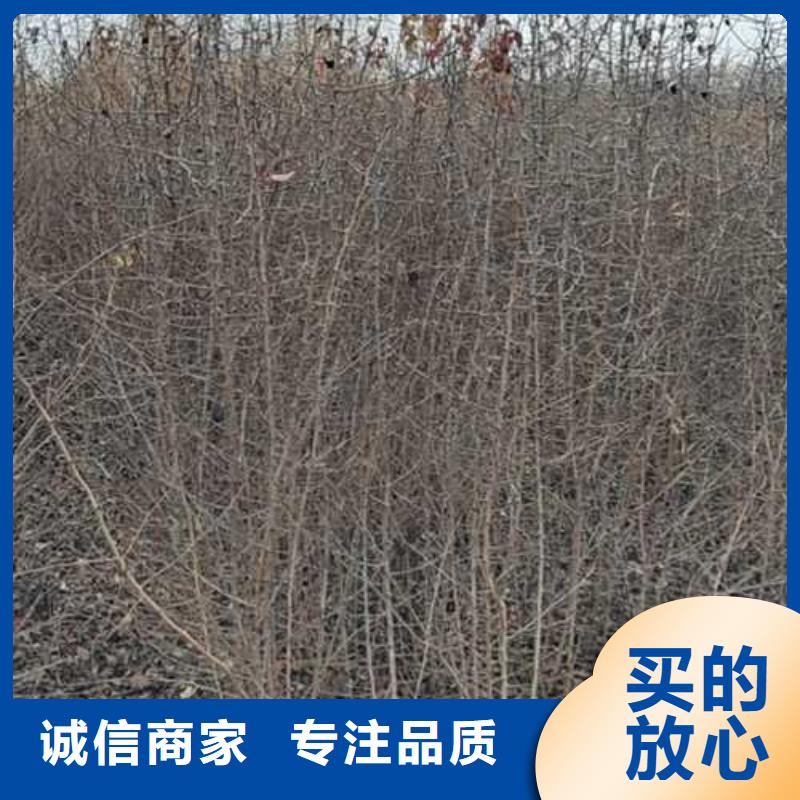 杜梨苗行情设计制造销售服务一体