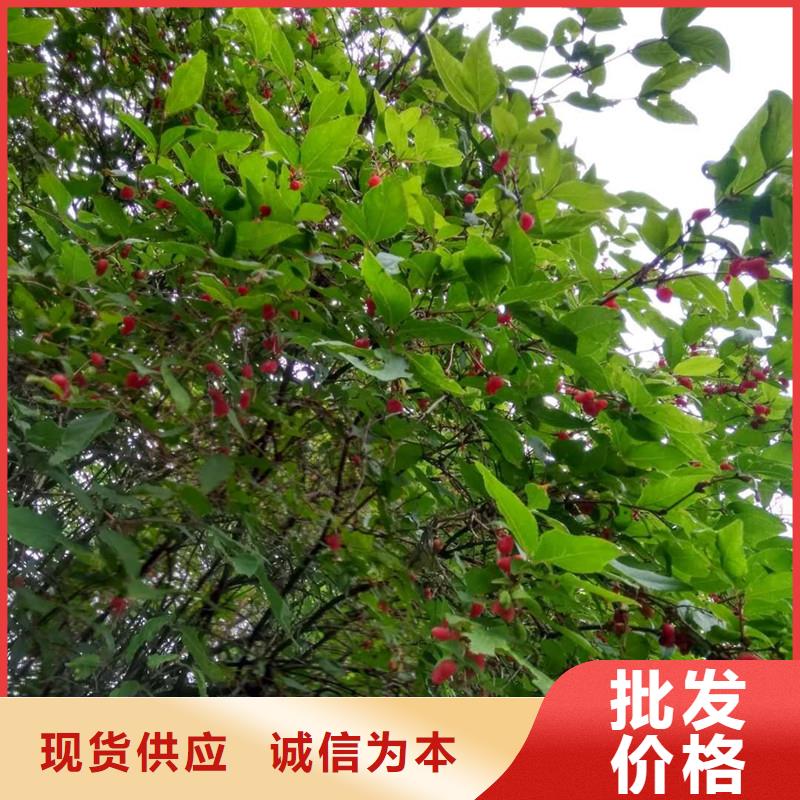 杈杷果苗现挖苗现发货真材实料诚信经营