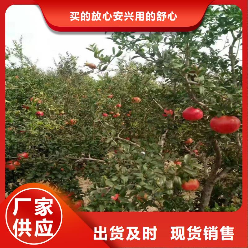 黑籽石榴苗根系发达用品质说话
