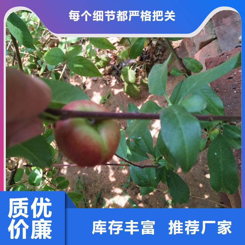 冬桃苗露天种植/轩园园艺场品质好才是硬道理