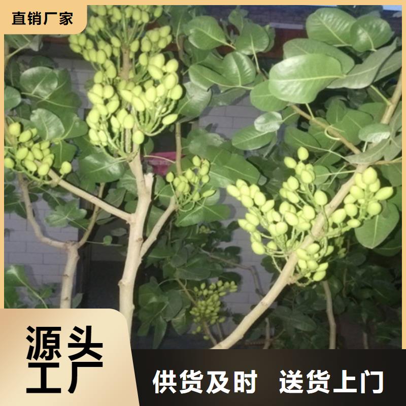 开心果苗基地信誉至上